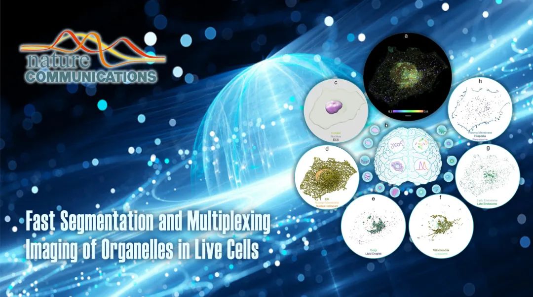 AI显微镜拍下15种细胞结构"全家福"